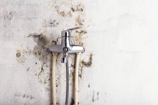 Best Mold Testing and Inspection Services in Lake Tapps, WA