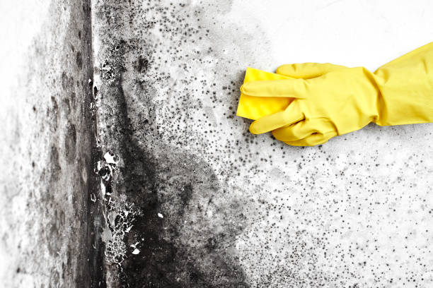 Best Attic Mold Remediation in Lake Tapps, WA