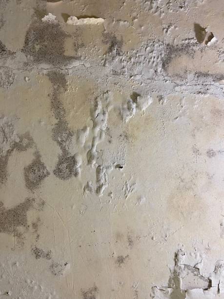 Best Post-Flood Mold Remediation in Lake Tapps, WA